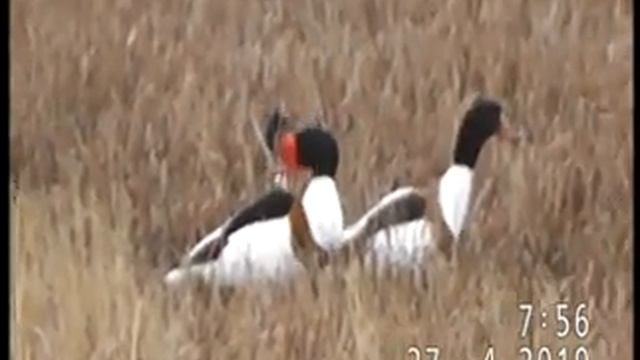 КВАРТЕТ УТОК ПЕГАНОК В БРАЧНЫХ ИГРАХ смотреть онлайн