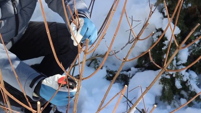 Обрезка метельчатой гортензии весной