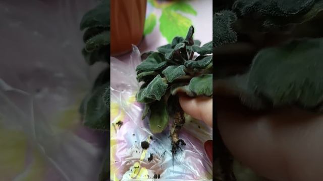 Фиалки. Как омолодить фиалочку. Небольшие советы.1 часть смотреть онлайн