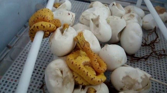 Green Tree Python (Chondros) Breeding & HATCHING! Babies смотреть онлайн