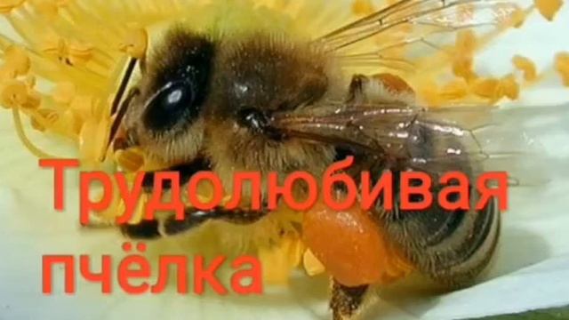 Сказка - ТРУДОЛЮБИВАЯ ПЧЕЛА | сказки | сказки для детей | сказки на ночь смотреть онлайн