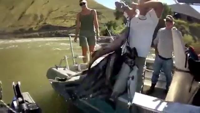 Salmon Fishing Idaho 2011 смотреть онлайн