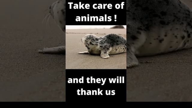 Funny animals / забавные животные / Морской леопард / Sea leopard /Take care of animals #Shorts смотреть онлайн