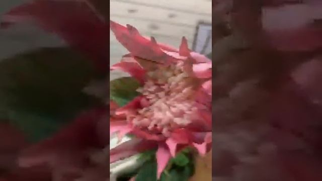 Искусственные цветы - протея смотреть онлайн