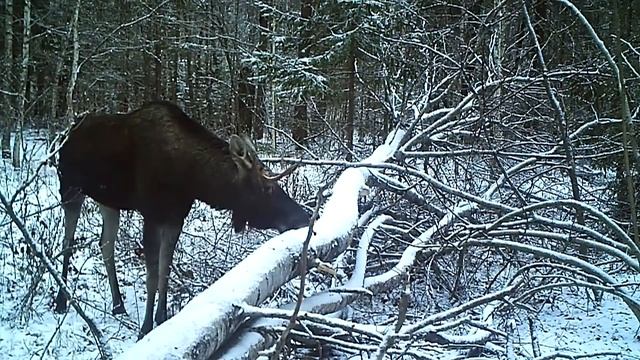Как животные готовятся к зиме? Какие животные впадают и не впадают в спячку? смотреть онлайн