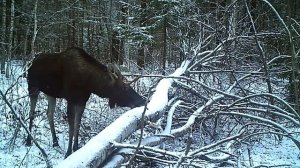Как животные готовятся к зиме? Какие животные впадают и не впадают в спячку?