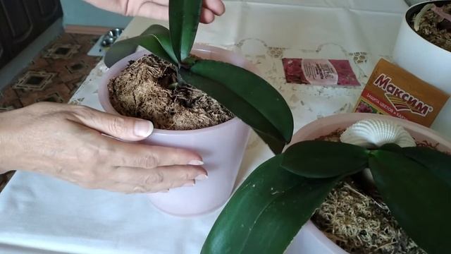 ОРХИДЕИ // Эксперимент с использованием препарата МАКСИМ смотреть онлайн