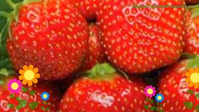 Земляника садовая Карнавал. Краткий обзор, описание характеристик Fragaria Ananassa Karnaval