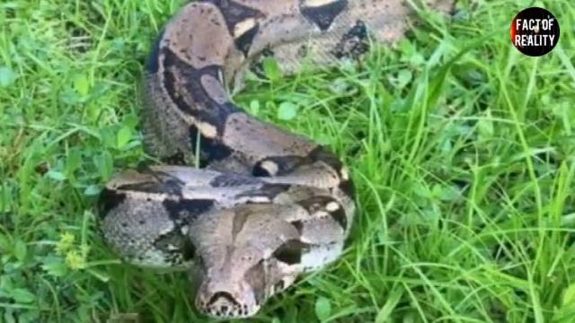 ANACONDA VS PYTHON VS BOA || GIANT ANACONDA VS PYTHON || FIGHT BETWEEN GIANT ANACONDA VS PYTHON . смотреть онлайн