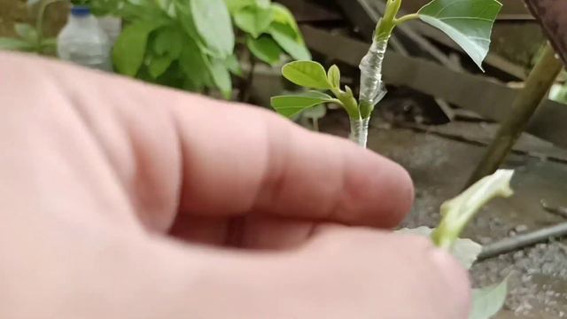 New Method of Triple Grafting Avocado Seedlings | avocado seeds how to grow смотреть онлайн