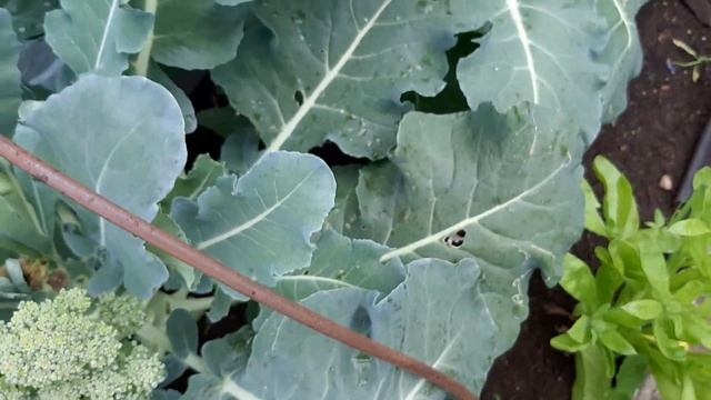 Стройка Гуру