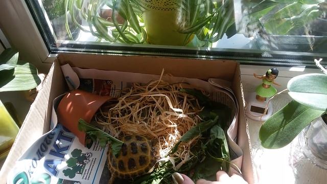 Среднеазиатская сухопутная черепашка. Уход, советы по содержанию. смотреть онлайн