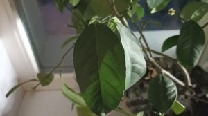 Лимон на окне.