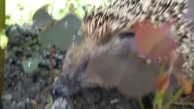 Hedgehog, Еж обыкновенный, Erinaceus europaeus смотреть онлайн