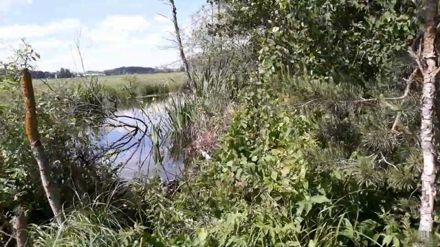 Ирис ложноаировый. Iris Pseudacorus