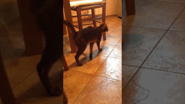 Абиссинский кот дикого окраса. Титул GICH WCF. смотреть онлайн