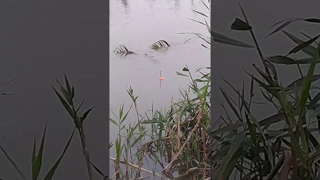 #врек#fishing#рыбалка#топ#поплавок смотреть онлайн