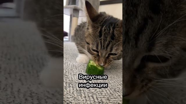 Почему кошка отказывается от еды и воды?😥 #cat #catsfacts смотреть онлайн