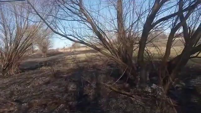 Горят камыши, гибнут животные и птицы смотреть онлайн