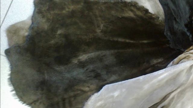 Шкуры бобра стриженные смотреть онлайн