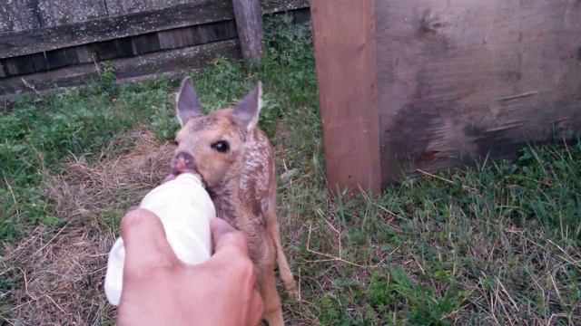 Спасение косули. смотреть онлайн