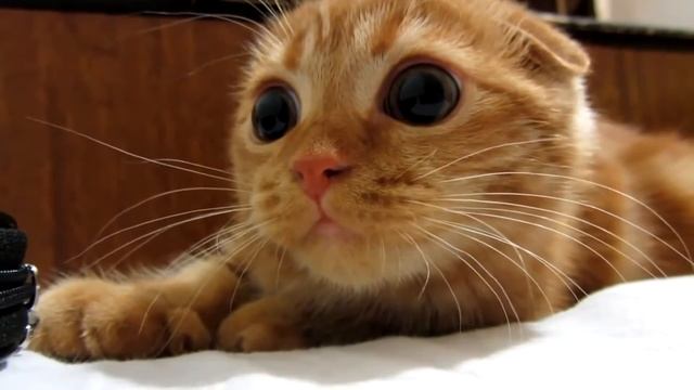 Эти милые и большие глаза у рыжего котенка очаровывают / Домашние любимцы / Funny animals 2015 смотреть онлайн