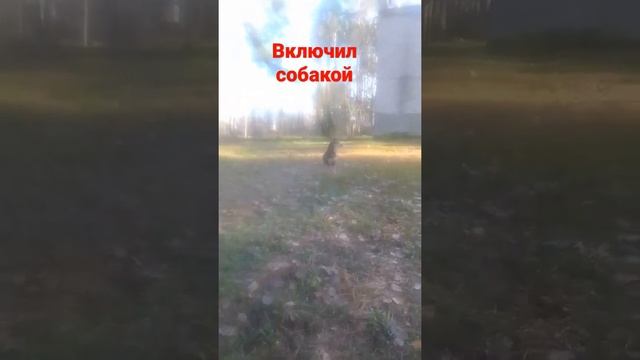белый ястреб смотреть онлайн
