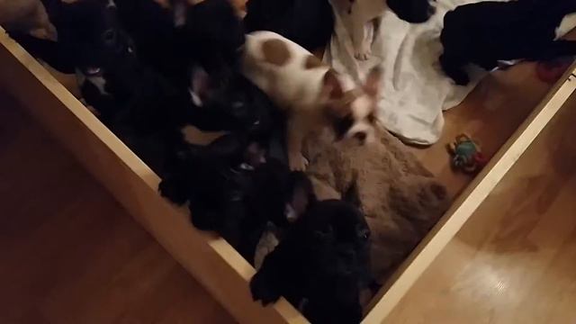 Французский бульдог.