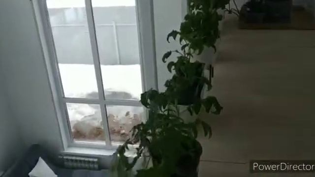 Комнатные томаты НЕПАС 11. Рассада смотреть онлайн