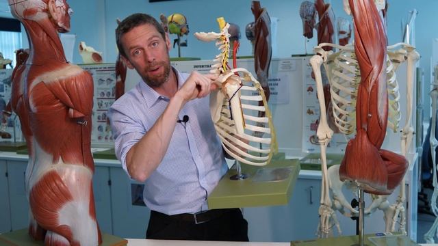 Nerves to shoulder muscles смотреть онлайн