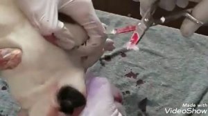 Как обрезают ушки ЩЕНКОВ Алабая