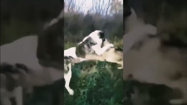 Алабай против Волка. Эпичная битва!!! Кто-то сильнее?! ?