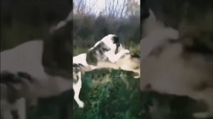 Алабай против Волка. Эпичная битва!!! Кто-то сильнее?! ?