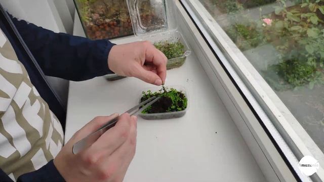 Микрантемум Монте-Карло