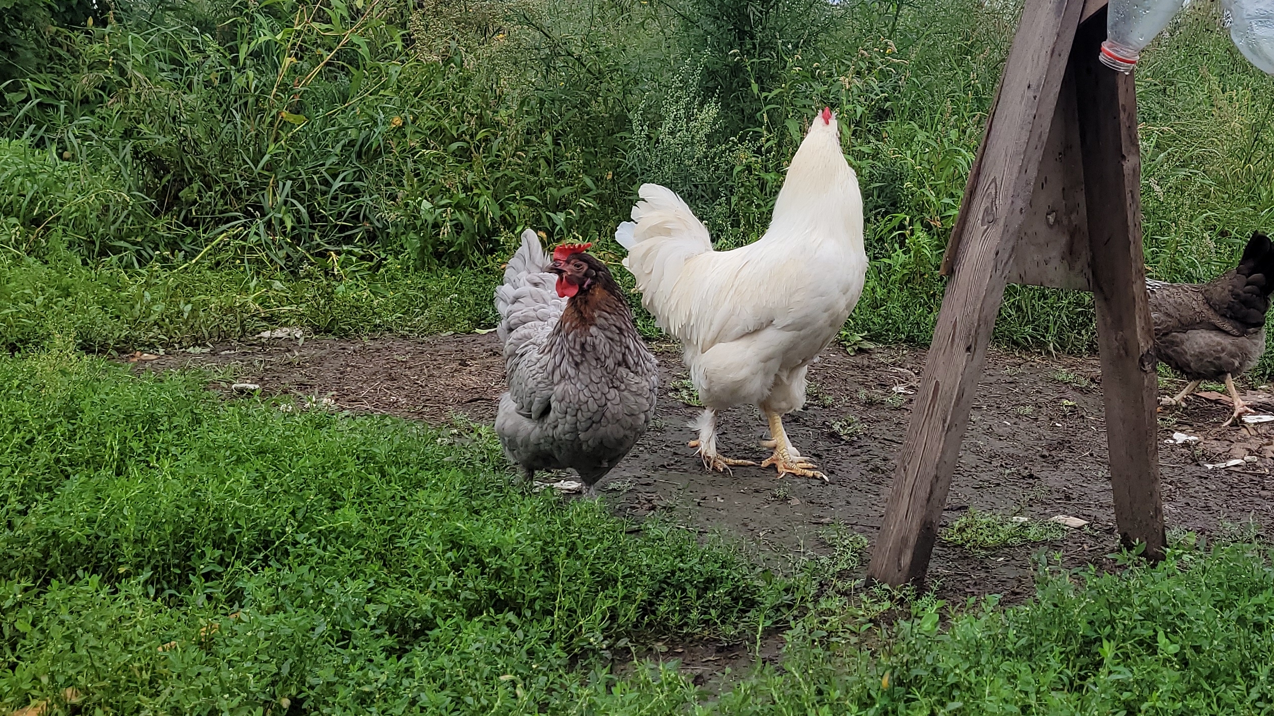 Жду вылуп, и буду закладывать яйцо.