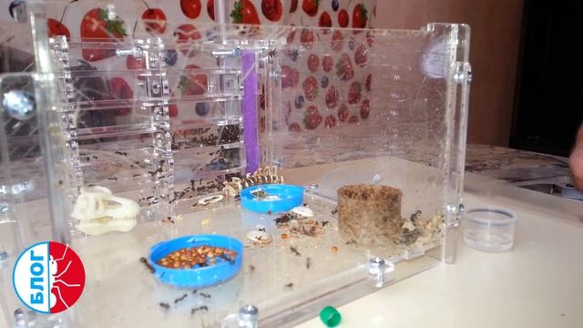 Муравьиная ферма. Как ухаживать за муравьями. Messor structor смотреть онлайн