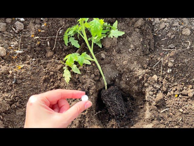 Киньте это в лунку при посадке Томатов и они сразу пойдут в рост и не будут болеть! смотреть онлайн