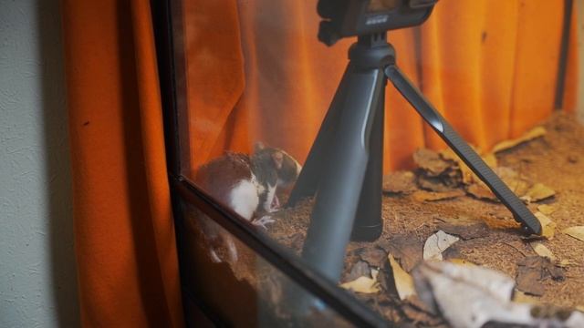 Gaboon Live Feeding UNEDITED Footage From 