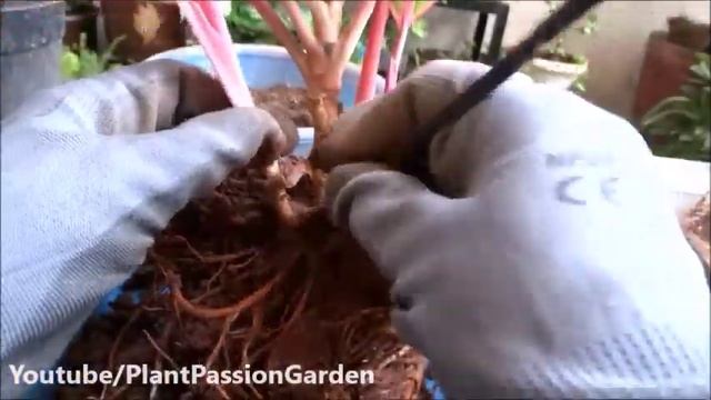 PPG-34 || Aglaonema Siam Aurora | Red Lipstick | Chinese Evergreen | Indoor Plant # 1 | Grow & Care смотреть онлайн