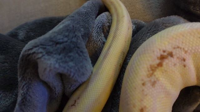 Ball python morph identification смотреть онлайн