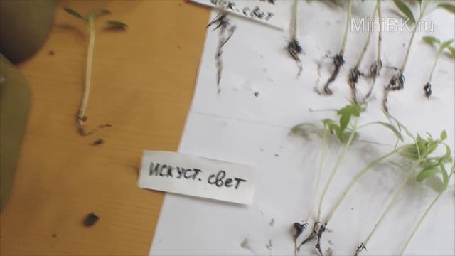 Сравниваем корни у томатов при разном освещении (сравнивает фитосвет и обычный метод) смотреть онлайн