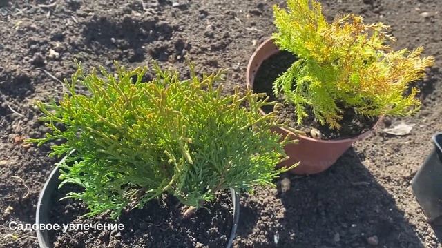 Передержка растений до высадки на постоянное место. смотреть онлайн