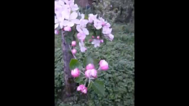 деревья в цвету