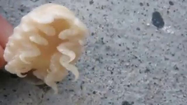 giant tongue isopod смотреть онлайн