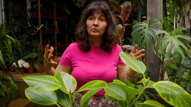 3 SINAIS que a sua FICUS ALTISSIMA precisa ser REPLANTADA смотреть онлайн