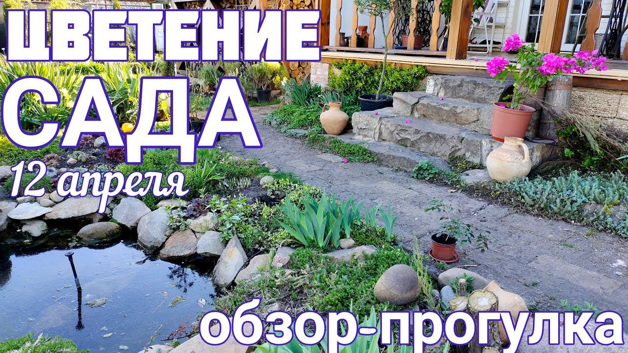 Где сейчас размещаем ГОРТЕНЗИИ растущие в ГОРШКАХ гуляем по саду цветение бугенвиллеи смотреть онлайн