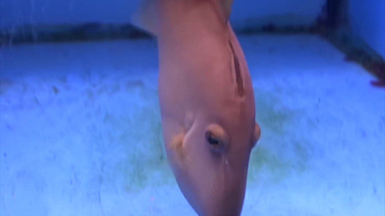 Спинорог-суффламен полулунный смотреть онлайн