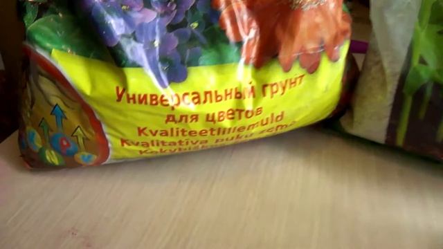 Спатифиллум известен в России как цветок «женское счастье». смотреть онлайн
