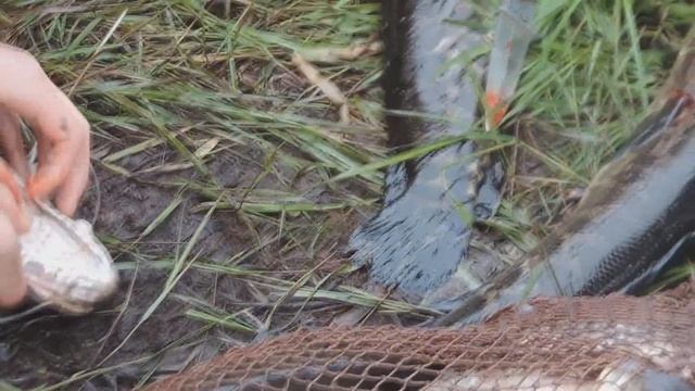 КАРАСЬ. ЗМЕЕГОЛОВ БЕРЕТ НА ЖИВЦА! РЕЦЕПТ ФИЛЕ. смотреть онлайн