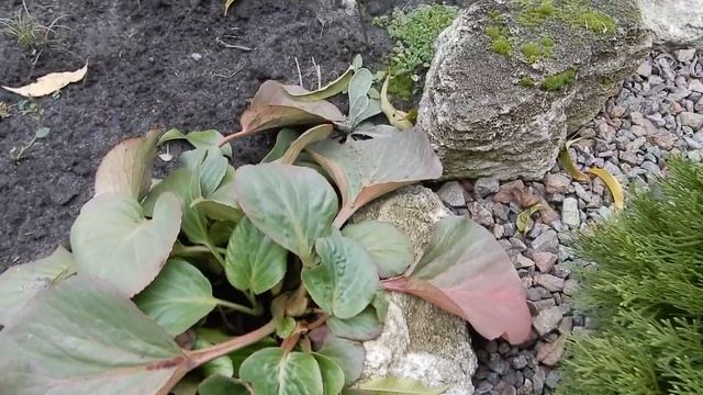 Дача в ноябре Чем пахнет правильный компост Прогулка по осеннему саду смотреть онлайн